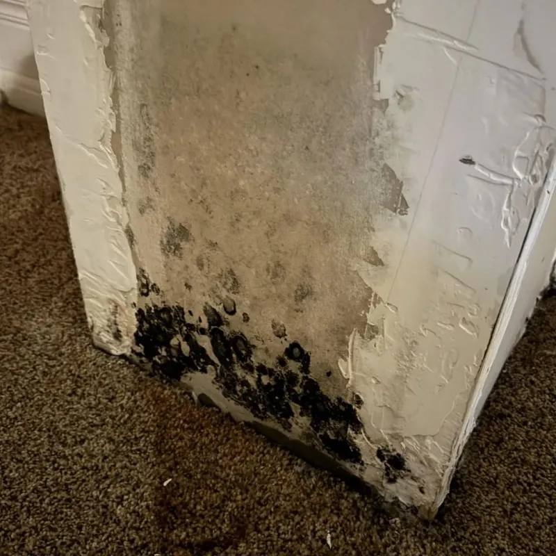 Professional Mold Removal in East Independence, MO